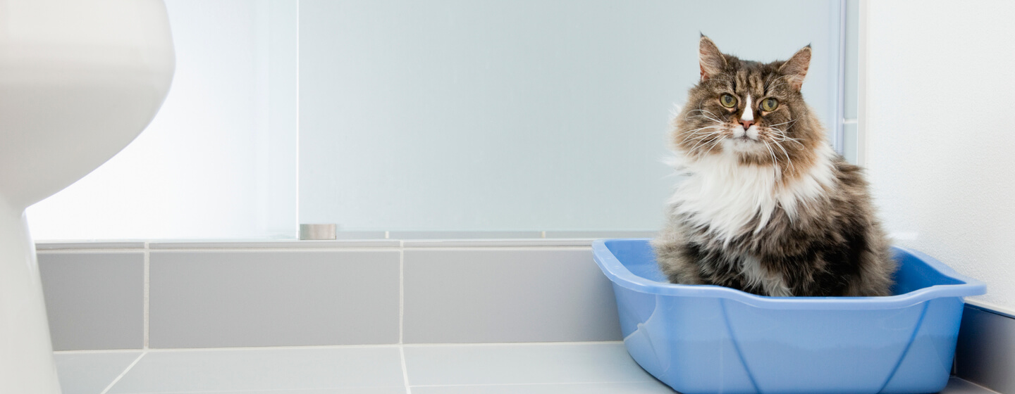 Cat using bathtub shop as litter box